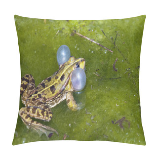 Personality  Frog Pillow Covers