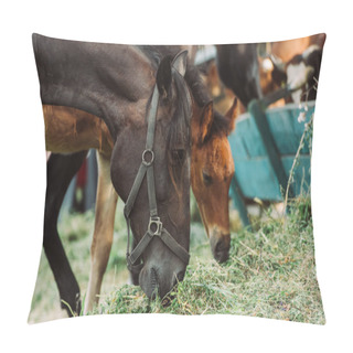 Personality  Selective Focus Of Horse In Harness And Cub Eating Hay On Farm Pillow Covers