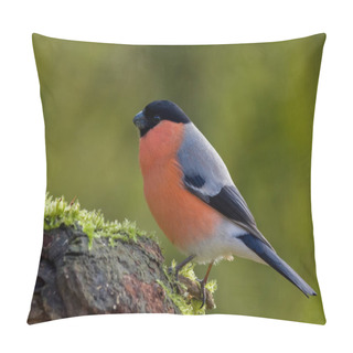 Personality  Scenic View Of Bullfinch At Wild Nature Pillow Covers