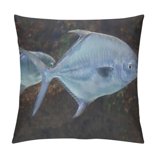 Personality  Permit (Trachinotus Falcatus) Pillow Covers