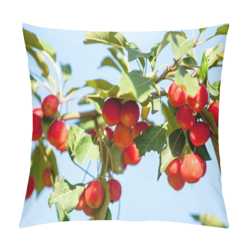 Personality  Crabapple And Wild Apple. Malus  Is A Genus Of About 3055 Species Of Small Deciduous Apple Trees Or Shrubs In The Family Rosaceae Pillow Covers