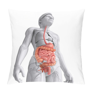 Personality  Small Intestine Anatomy Of Male Pillow Covers