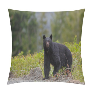 Personality  Black Bear Crossing The Road Pillow Covers