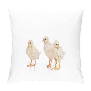 Personality  Close-up View Of Three Adorable Little Chickens Isolated On White Pillow Covers