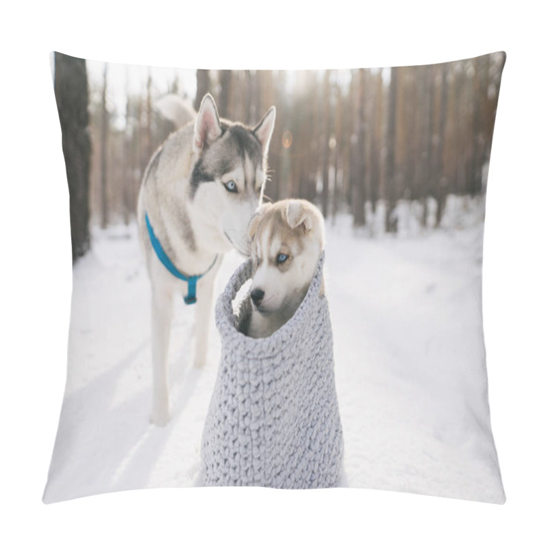 Personality  husky pillow covers