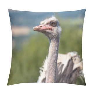 Personality  Potrait Of An African Male Ostrich On Display In Natural Setting Pillow Covers