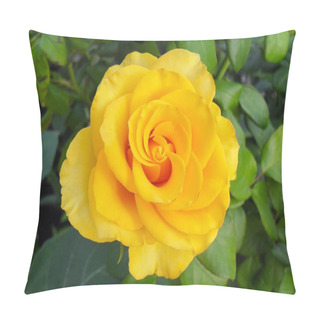 Personality  Yellow Rose In A Garden, Macro Pillow Covers