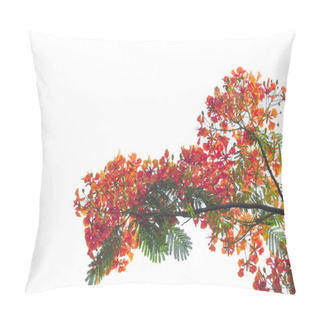 Personality  Royal Poinciana Isolated On White Background Pillow Covers