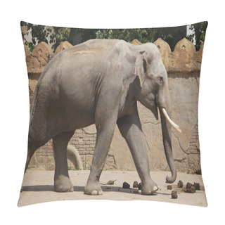 Personality  Close Up Of Indian Elephant Walking In Aviary Pillow Covers