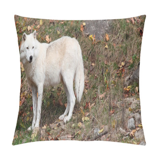 Personality  Arctic Wolf Looking Back On A Fall Day Pillow Covers
