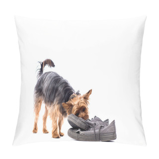 Personality  Little Yorkie Chewing On Old Trainers Pillow Covers
