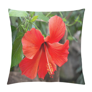 Personality  Red Flower Bud Of Chinese Hibiscus Bloom. Hibiscus Rosa-sinensis In Garden Greenery. Chinese Rose Or Hawaiian Hibiscus Botany Plant. Nature Gardening Concept Design. Green Background. Pillow Covers