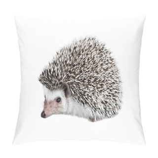 Personality  African Pygmy Hedgehog Isolated On White Background Pillow Covers