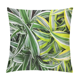 Personality  Variegated Green Yellow With White Beautiful Leaves Tropical Dracaena Plants Background Pillow Covers