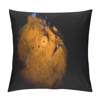 Personality  Painted Frogfish (Antennarius Pictus) In Lembeh Strait Pillow Covers