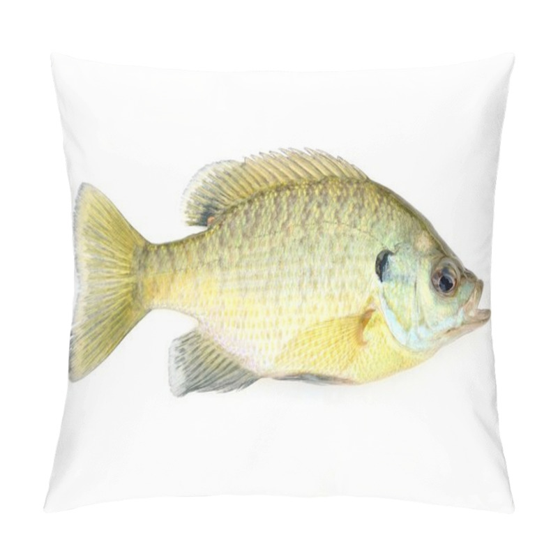 Personality  Sunfish Pillow Covers