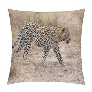 Personality  Big Male Leopard Walking In Nature To Mark His Territory Pillow Covers