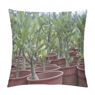 Personality  Seedling Adrnium Plant In Pot Pillow Covers