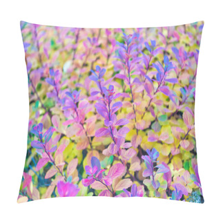 Personality  Colorful Autumn Leaves. Plant With Colorful Leaves In Reykjavik, Iceland. Beauty Of Nature Concept. Autumn Leaves Background. Naturally Beautiful. Pillow Covers