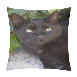 Personality  Black Cat Resting Among Plants In A Garden Pillow Covers