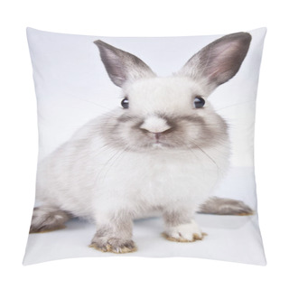 Personality  Easter Rabbit In The Spring Time Pillow Covers