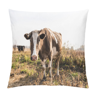 Personality  Selective Focus Of Cow Looking At Camera While Standing In Field  Pillow Covers