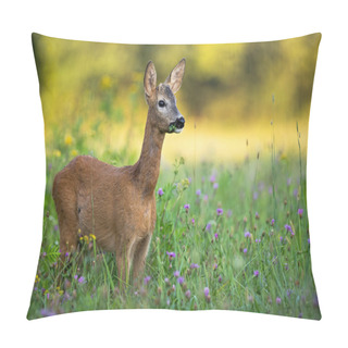 Personality  Young Roe Deer Buck With Small Antlers Grazing On A Green Meadow In Summer Pillow Covers
