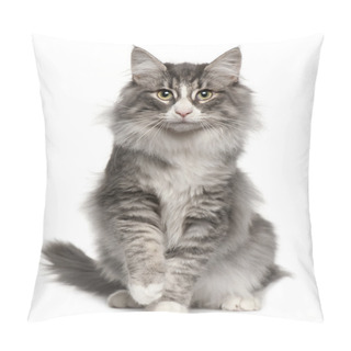 Personality  Norwegian Forest Cat, 5 Months Old, Sitting In Front Of White Background Pillow Covers