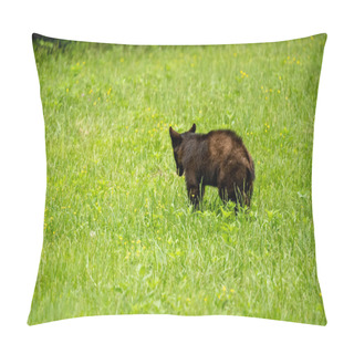 Personality  Young Black Bear Stands In Grassy Field In Great Smoky Mountains National Park Pillow Covers