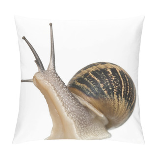 Personality  Garden Snail In Front Of White Background Pillow Covers