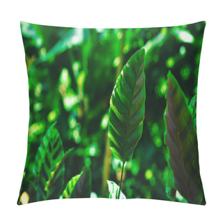 Personality  Beautiful Green Leaf With White Stripes Of Calathea Majestica , Tropical Foliage Plant Nature Leaves Pattern Pillow Covers