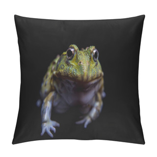 Personality  The African Bullfrog On Black Pillow Covers
