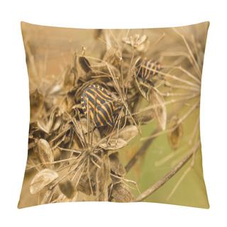 Personality  Striped Bugs In Dry Forest. Graphosoma Lineatum Pillow Covers