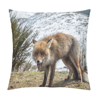 Personality  Happy Red Fox (Vulpes Vulpes) Pillow Covers