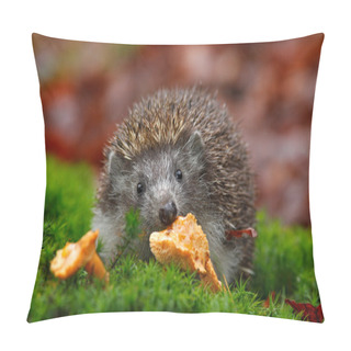 Personality  Cute European Hedgehog Pillow Covers