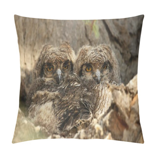Personality  Two Spotted Eagle-Owls Babies (Bubo Africanus) Sitting In The Shade In The Branch Close To Her Nest. Two Young Owls With Open Eyes. Owls In Kalahari Desert. Pillow Covers