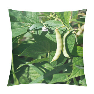 Personality  Ripe Pods Of String Bean Plant In Garden Pillow Covers