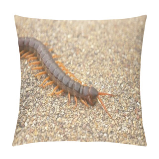 Personality  Close. Centipede On Asphalt. Dead Big Black Orange Centipede Within The City Pillow Covers