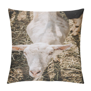Personality  High Angle View Of White Goat Grazing At Farm Pillow Covers