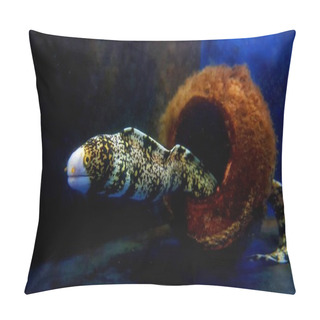 Personality  Snowflake Eel (Echidna Nebulosa) Pillow Covers