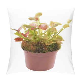 Personality  Venus Flytrap (Dionaea) In A Pot On A White Background Pillow Covers