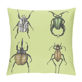 Personality  Big Set Of Insects Bugs Beetles And Bees Many Species In Vintage Old Hand Drawn Style Engraved Illustration Woodcut Pillow Covers