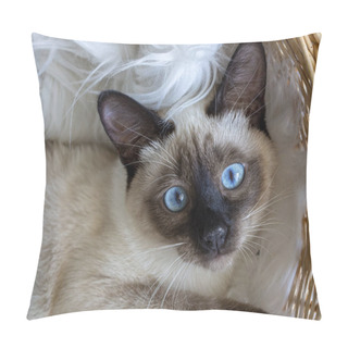 Personality  Cute Kitten Siamese Cat Indoor Pillow Covers