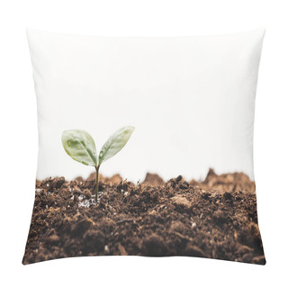 Personality  Small Green Plant With Leaves In Ground Isolated On White Pillow Covers