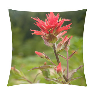 Personality  Indian Paintbrush Pillow Covers