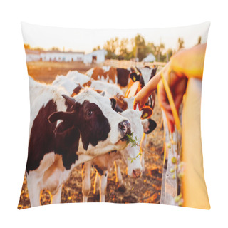 Personality  Farmer Feeding Cows With Grass On Farm Yard At Sunset. Cattle Eating And Walking Outdoors. Pillow Covers