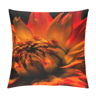 Personality  Fine Art Still Life Floral Flower Macro Portrait Of A Fiery Red Vivid Flowering Single Isolated Dahlia Blossom Macro On Black Background In Surreal Vibrant Pop Art Painting Style Pillow Covers