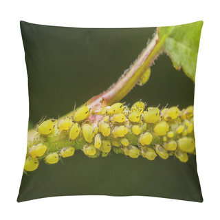 Personality  Aphid Infestation Pillow Covers