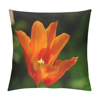 Personality  A Closeup Shot Of An Orange Natal Lily With Blurred Background Pillow Covers
