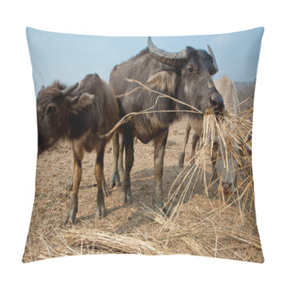Personality  A Herd Of Buffalo In Northern Thailand Pillow Covers